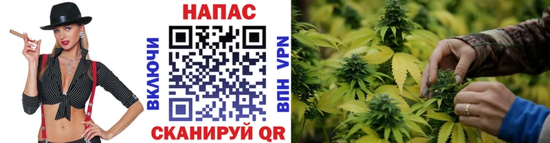 как найти наркотики  Сальск  МАРИХУАНА Ganja 